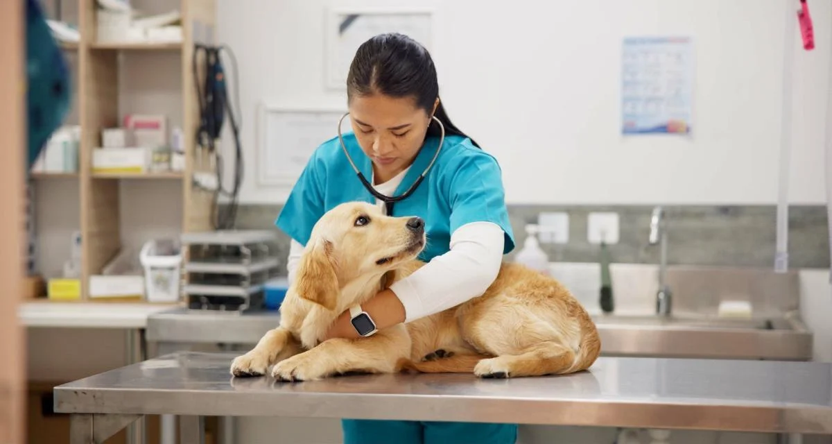 Understanding Dog Insurance: Costs, Comparisons, and Tips for Choosing Wisely